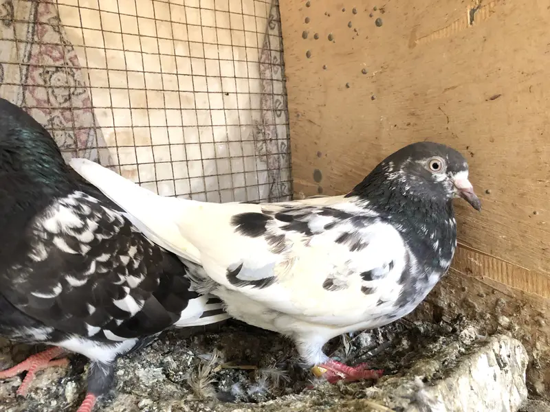 High flyer pigeon — photo 4