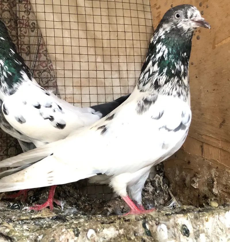 High flyer pigeon — photo 5