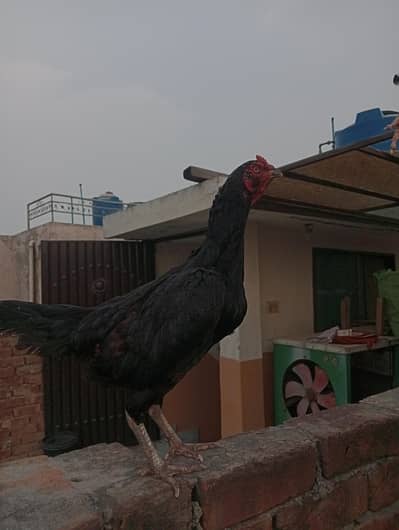 shamu hen black