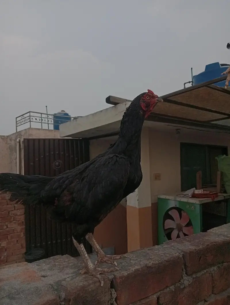 shamu hen black