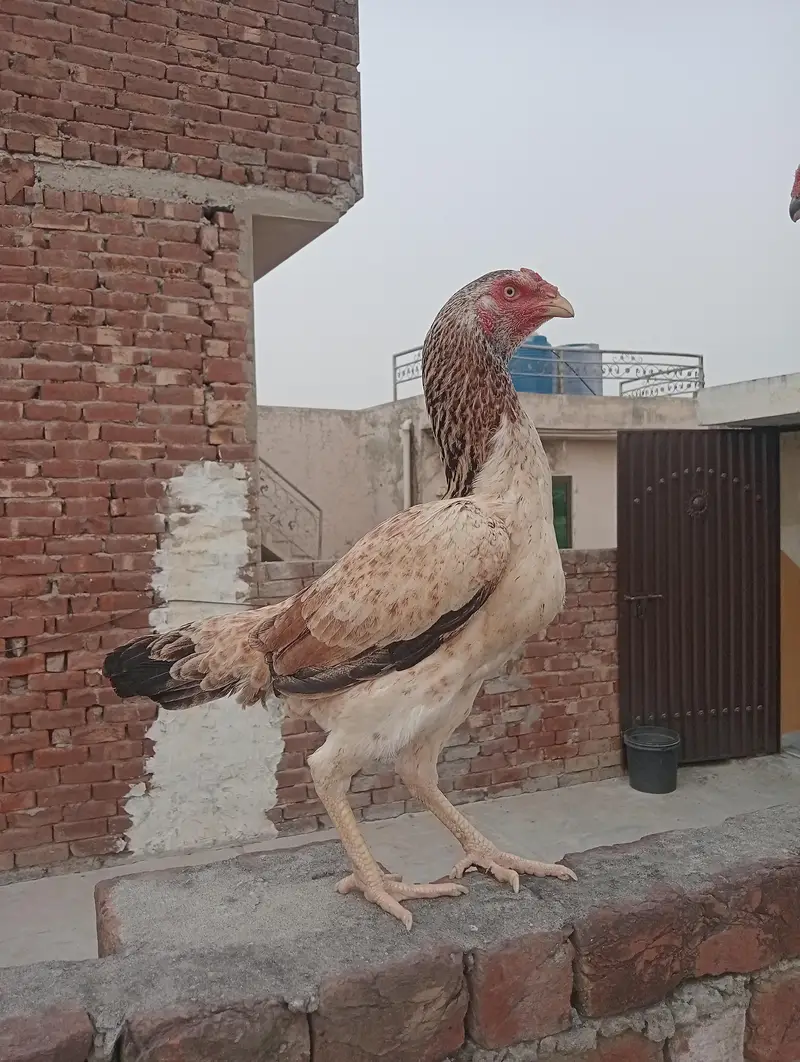 shamu hen black — photo 2