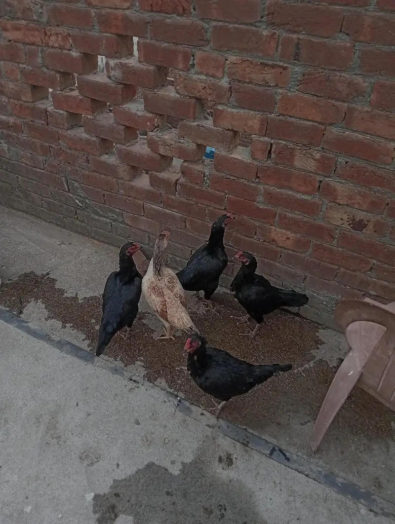 shamu hen black — photo 4