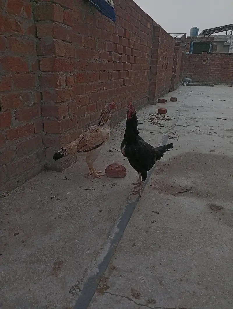 shamu hen black — photo 5