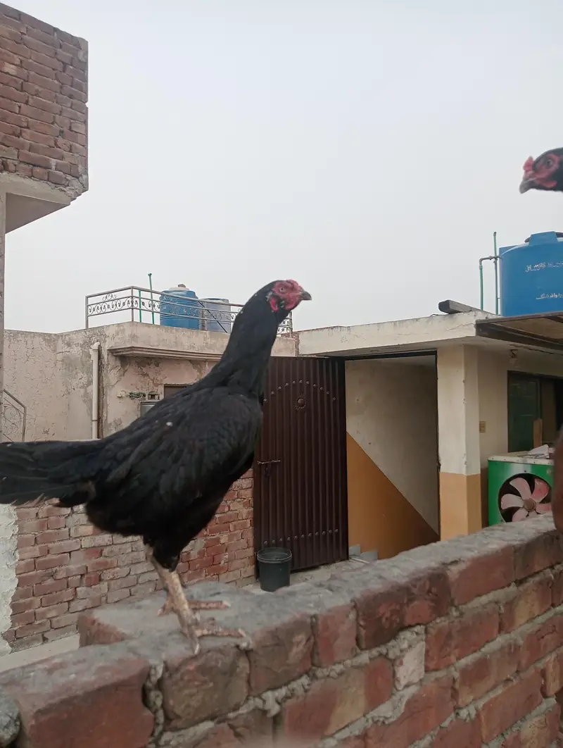 shamu hen black — photo 6