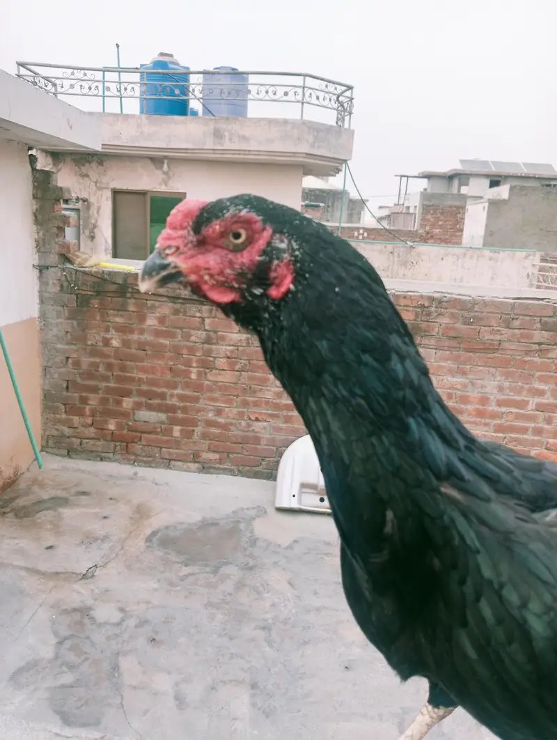 shamu hen black — photo 7