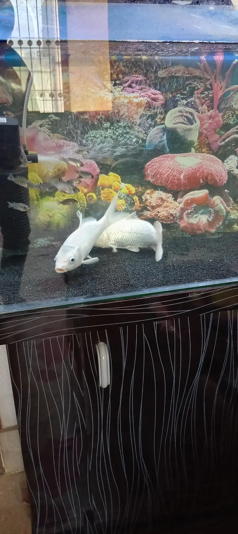 Fish and Aquarium with Trolly and filter — photo 2