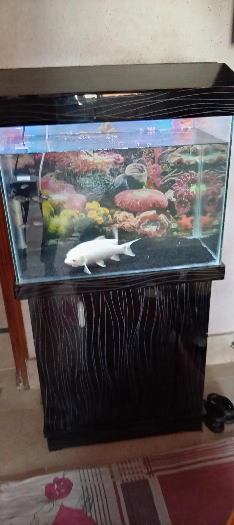 Fish and Aquarium with Trolly and filter — photo 3