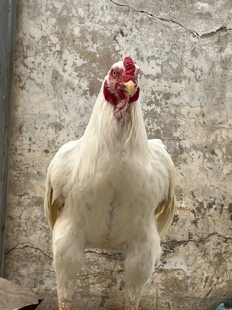 Heera kandhari — photo 2
