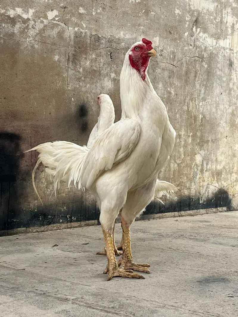 Heera kandhari — photo 3