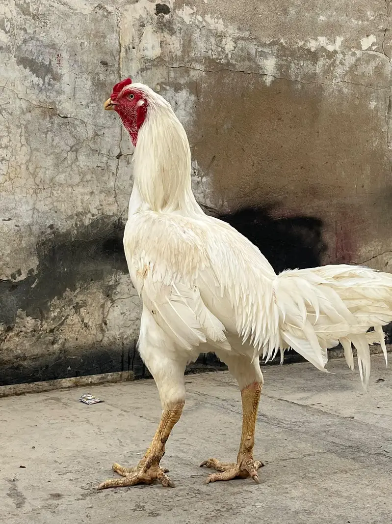 Heera kandhari — photo 4
