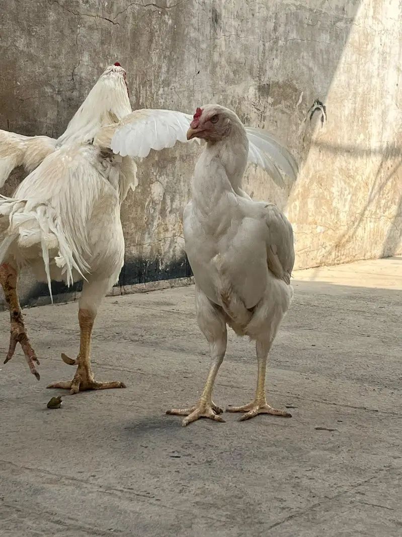 Heera kandhari — photo 5