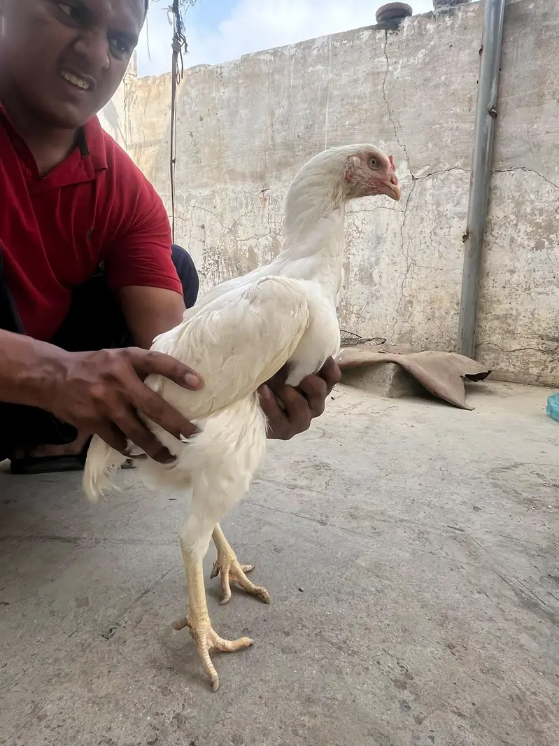 Heera kandhari — photo 8