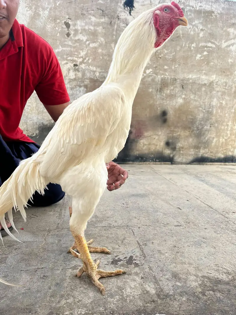 Heera kandhari — photo 9