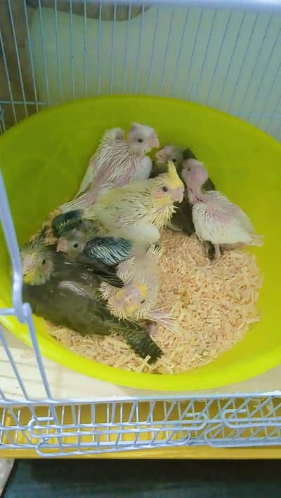 cockatiel chicks for sale