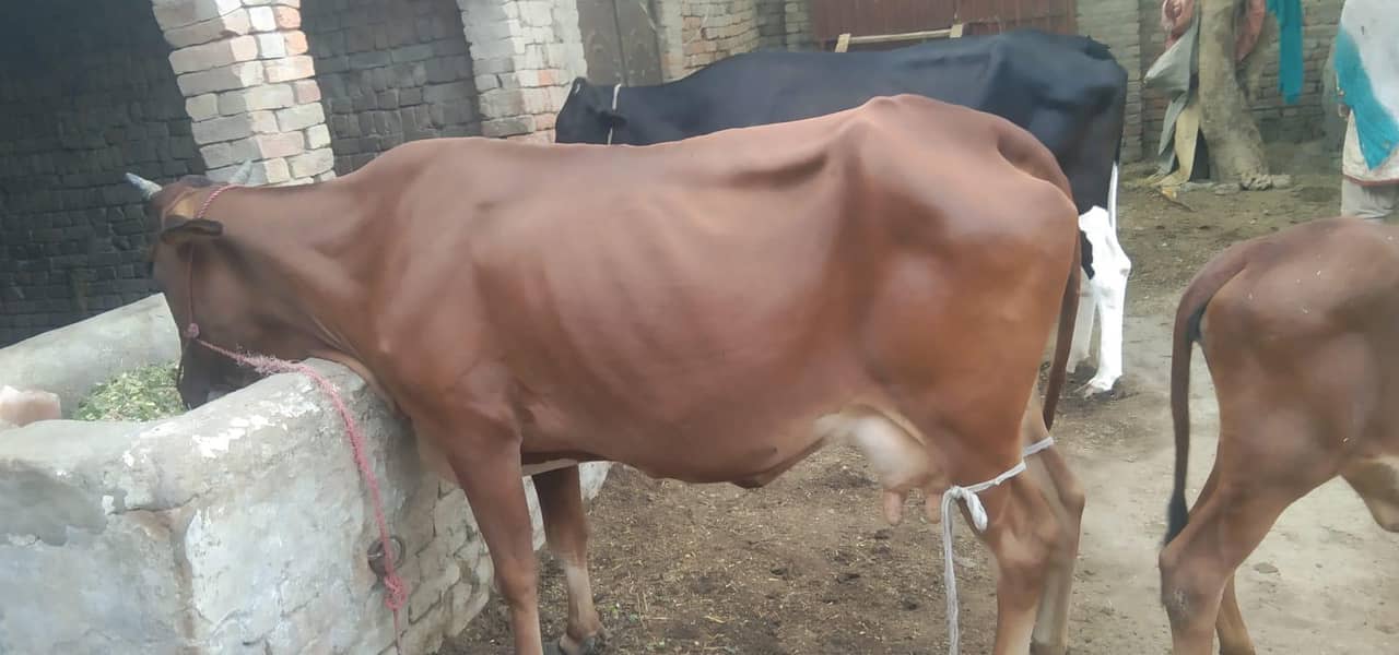 :  دودھ دینے والی گائے بمعہ بچھڑی فروخت کے لیے 0