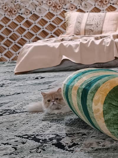 peke kitten and extreme pounch