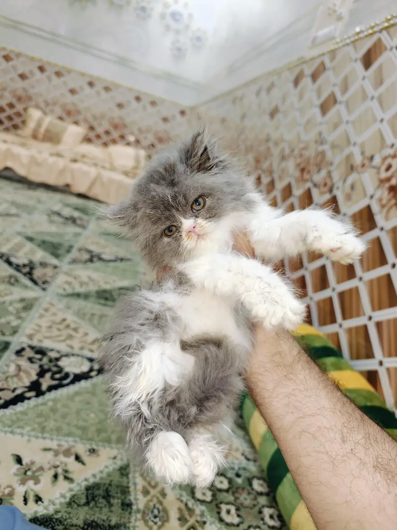 peke kitten and extreme pounch — photo 2
