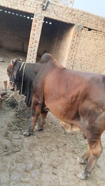 Pure Desi Pala Bail for Sale – 100% Organic