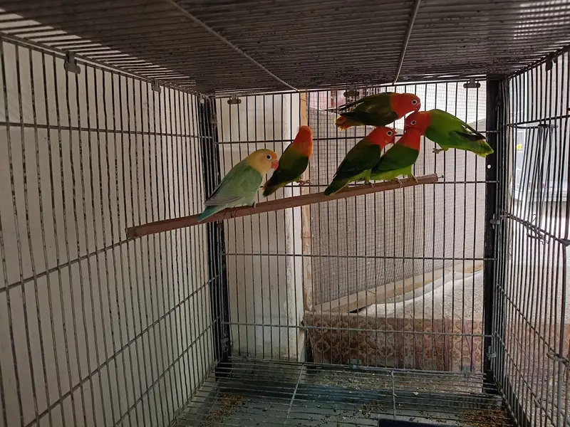 Lovebirds — photo 2