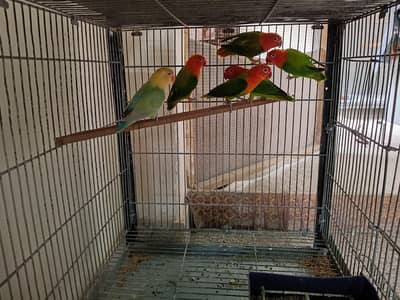 Lovebirds