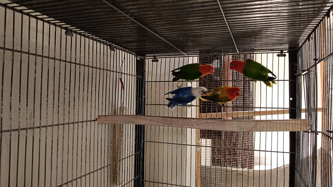 Lovebirds — photo 4