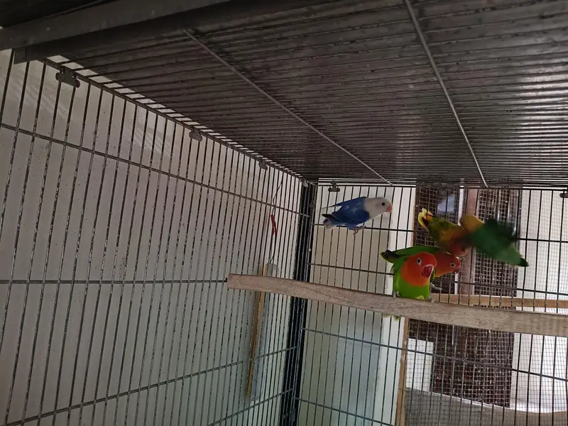 Lovebirds — photo 5