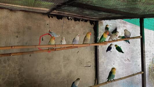 Lovebirds