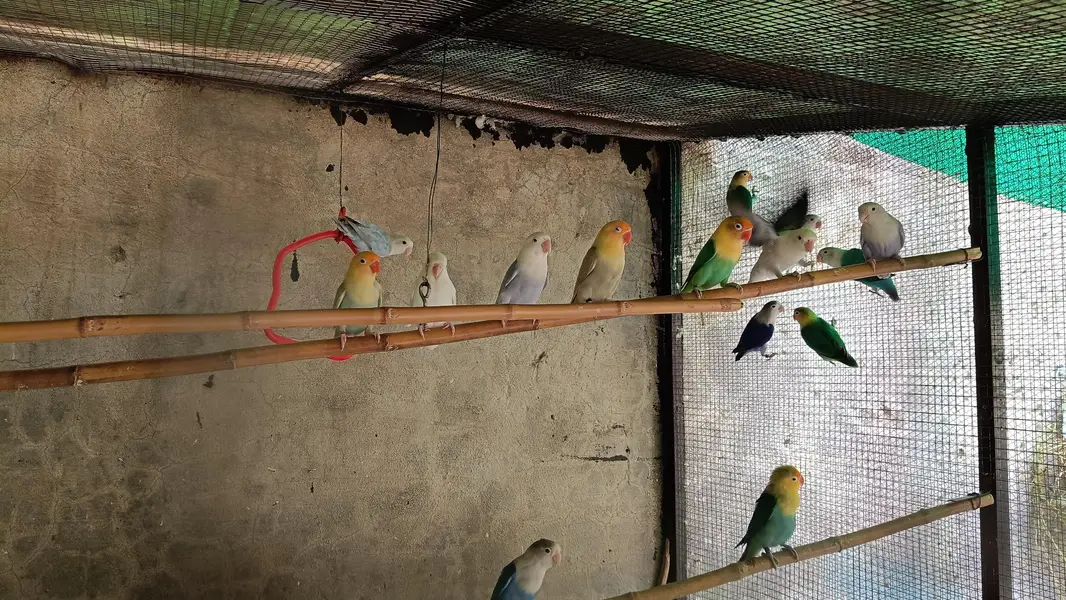 Lovebirds — photo 6