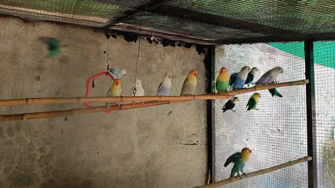 Lovebirds — photo 7