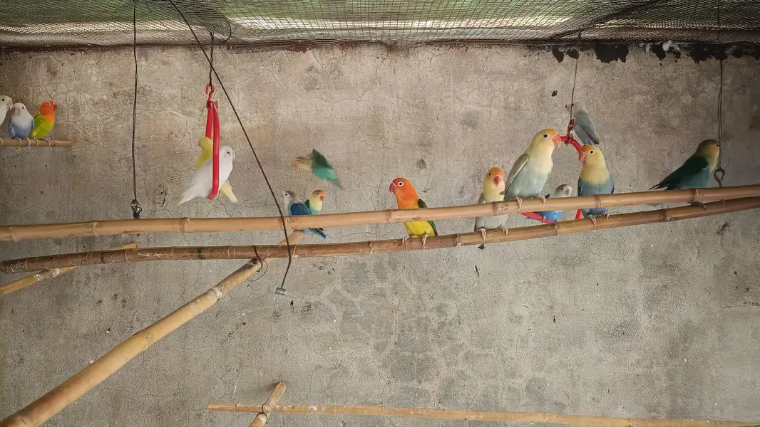 Lovebirds — photo 8