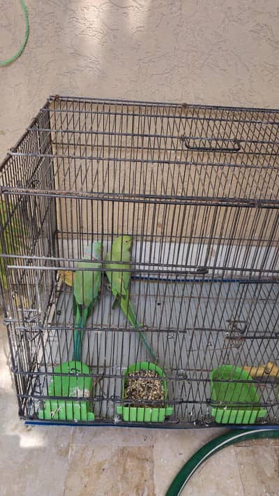 ring neck parrot