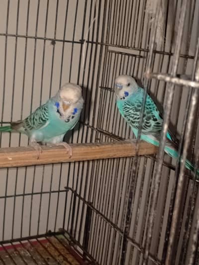 Australian parrots