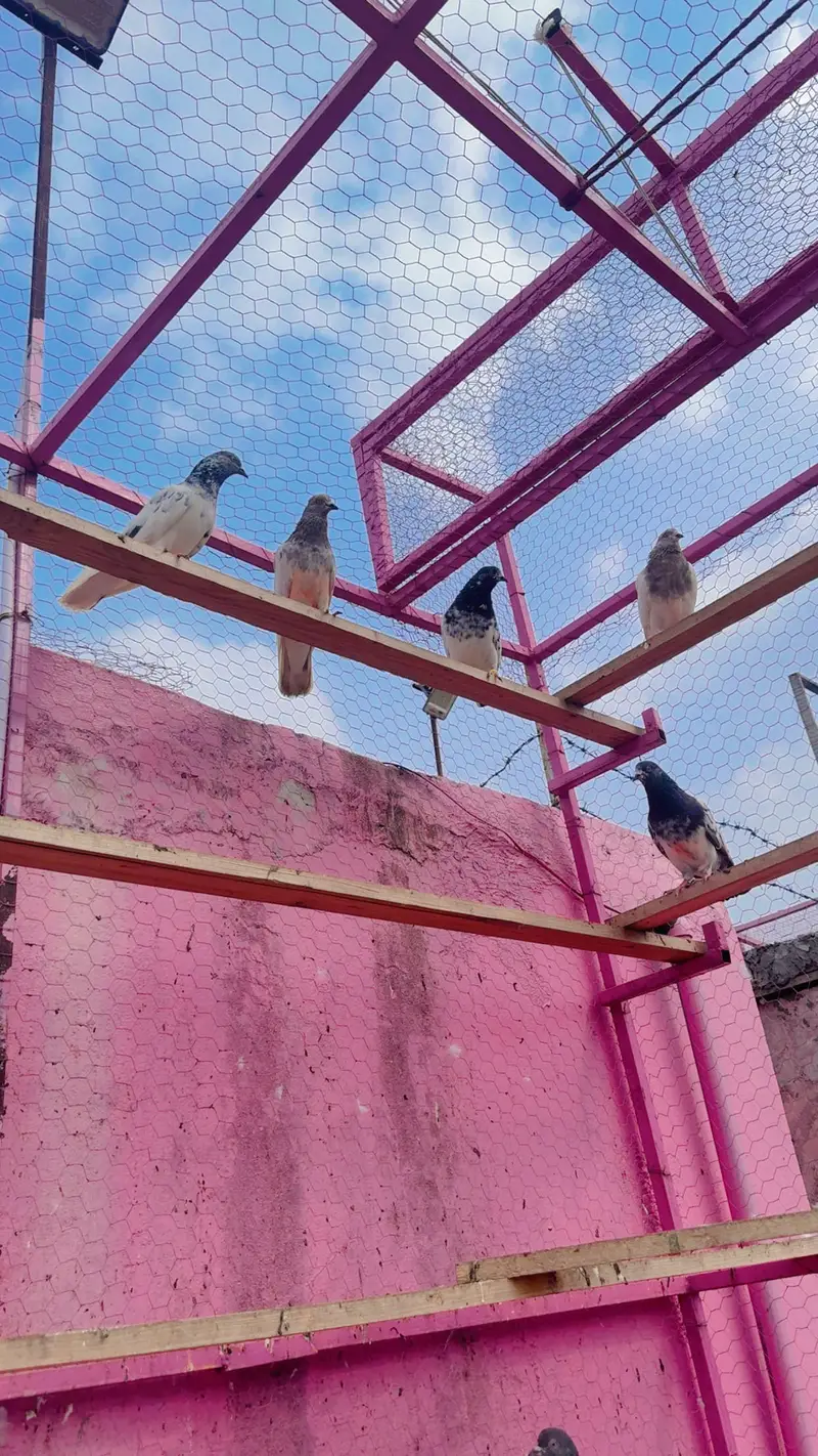 Parwazi plus joron wale kabootar — photo 2