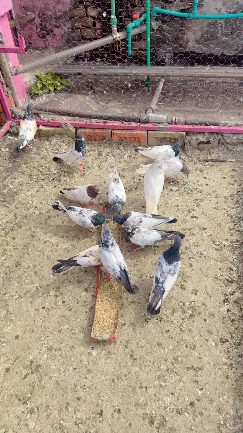 Parwazi plus joron wale kabootar — photo 4