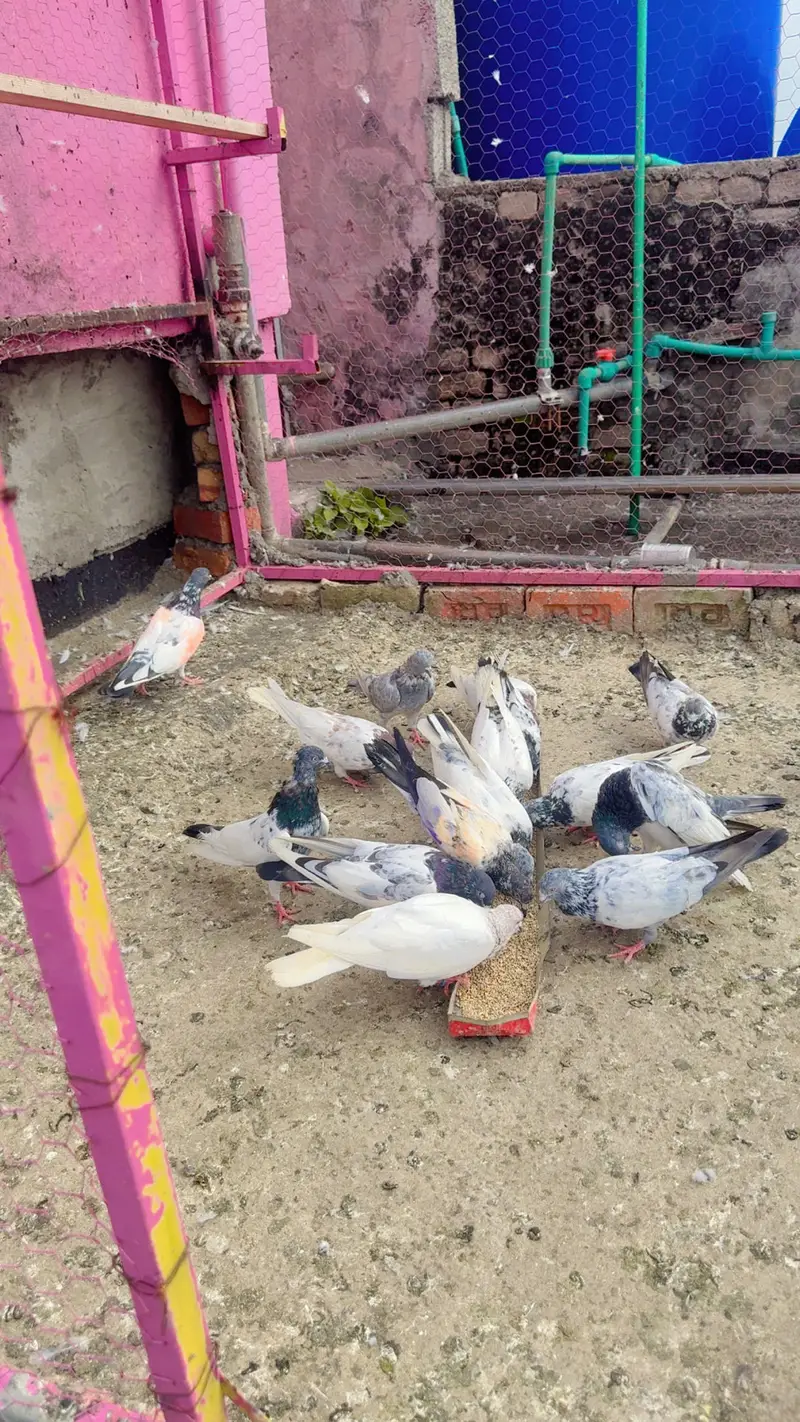 Parwazi plus joron wale kabootar — photo 8