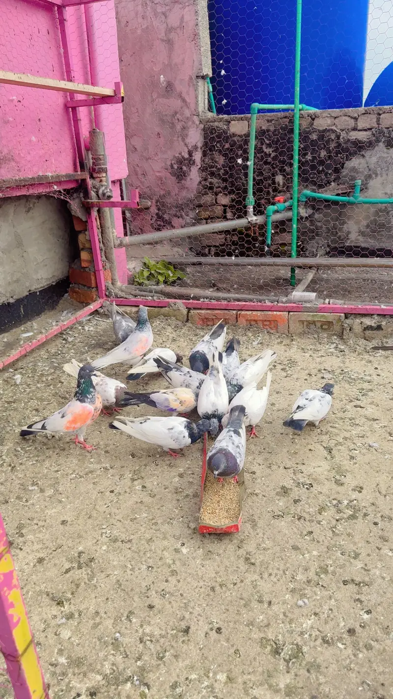 Parwazi plus joron wale kabootar — photo 10