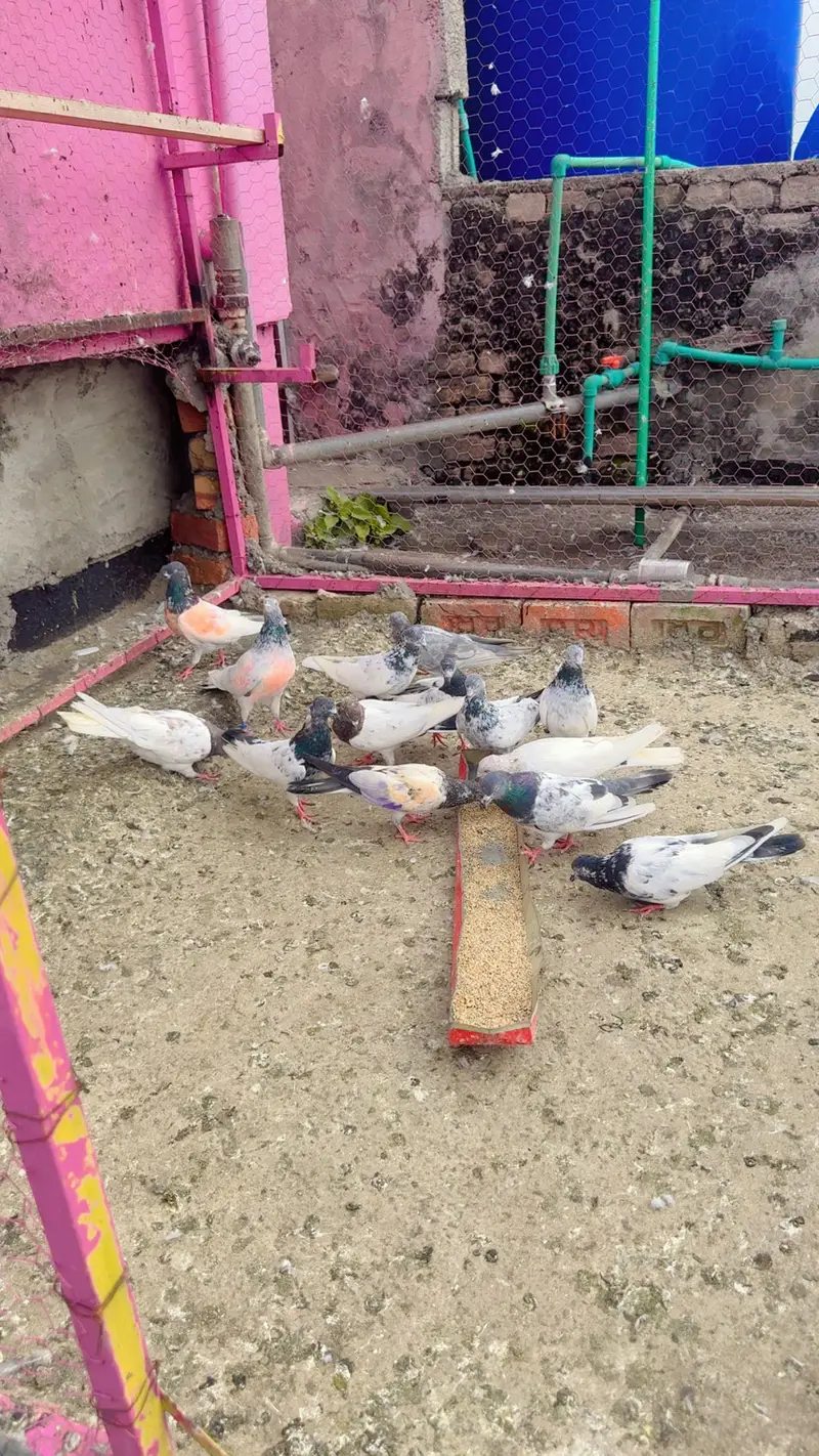 Parwazi plus joron wale kabootar — photo 11