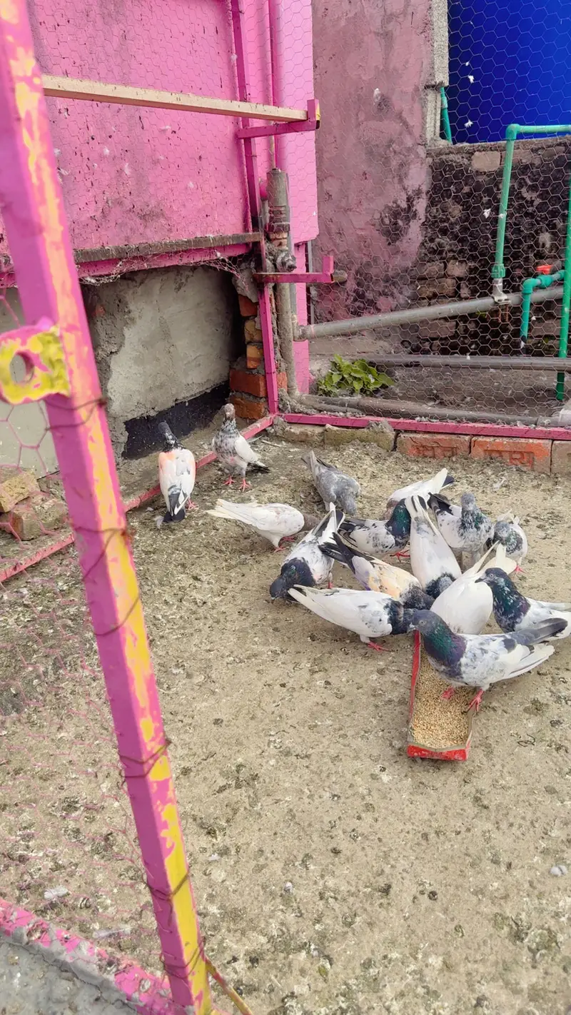 Parwazi plus joron wale kabootar — photo 12