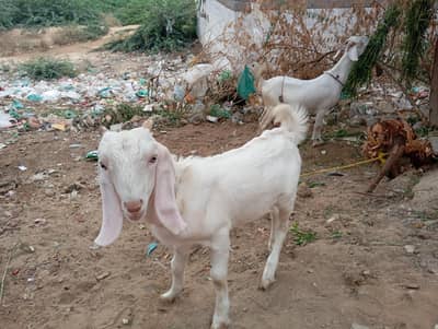 white gulabi bakri