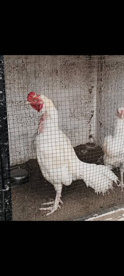 Heera aseel fertile eggs for sale.