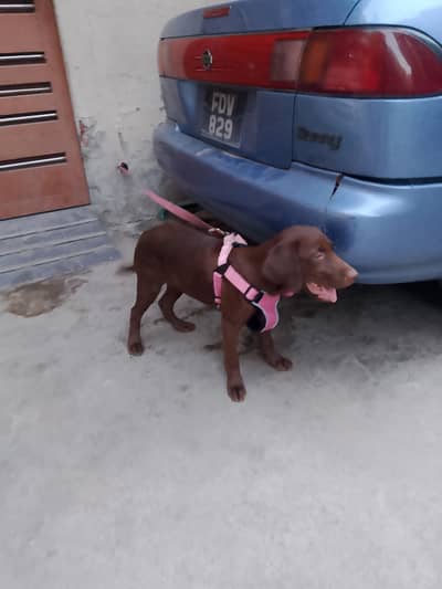 American Labrador chocolate colour vaccinated female