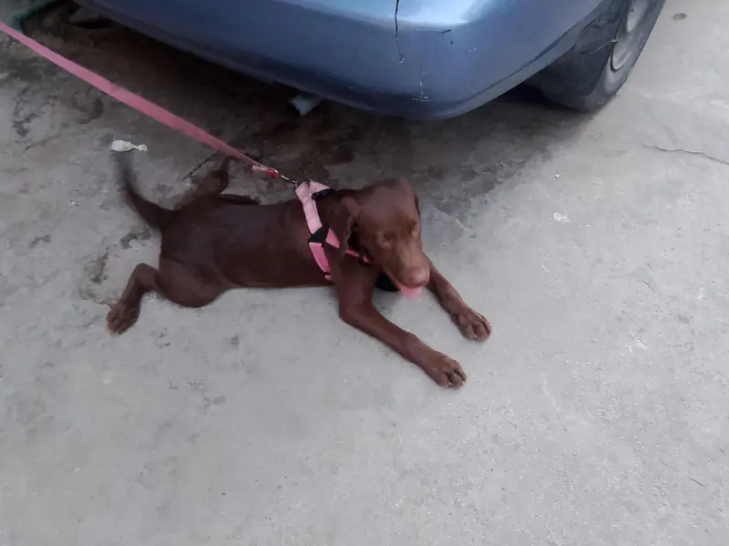 American Labrador chocolate colour vaccinated female — photo 2