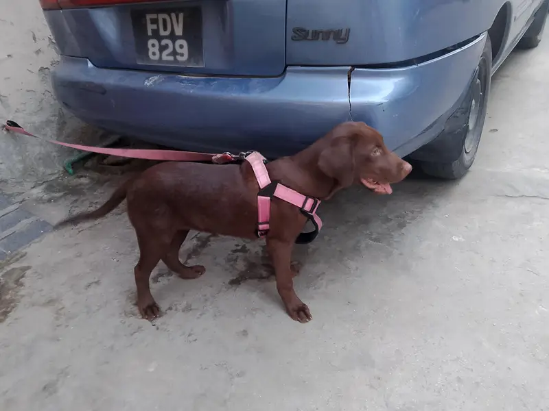 American Labrador chocolate colour vaccinated female — photo 3