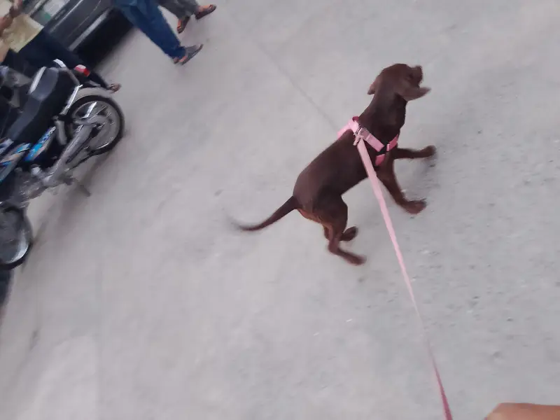 American Labrador chocolate colour vaccinated female — photo 4