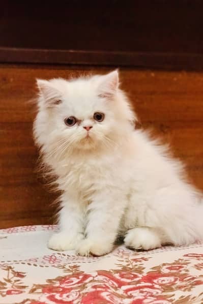 Persian kittens looking for a new home