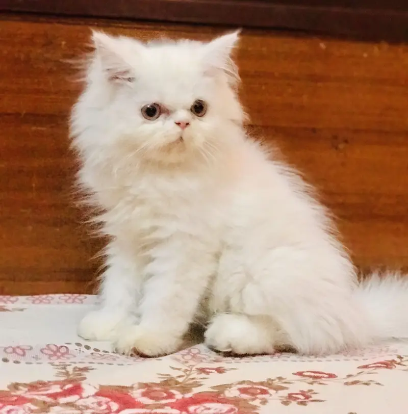 Persian kittens looking for a new home — photo 2