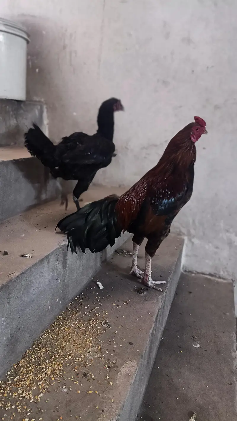 Homemade bread Aseel Desi Murga +Murgi Egg laying 100% Active — photo 2