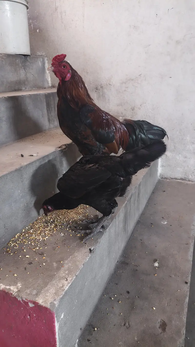 Homemade bread Aseel Desi Murga +Murgi Egg laying 100% Active — photo 3