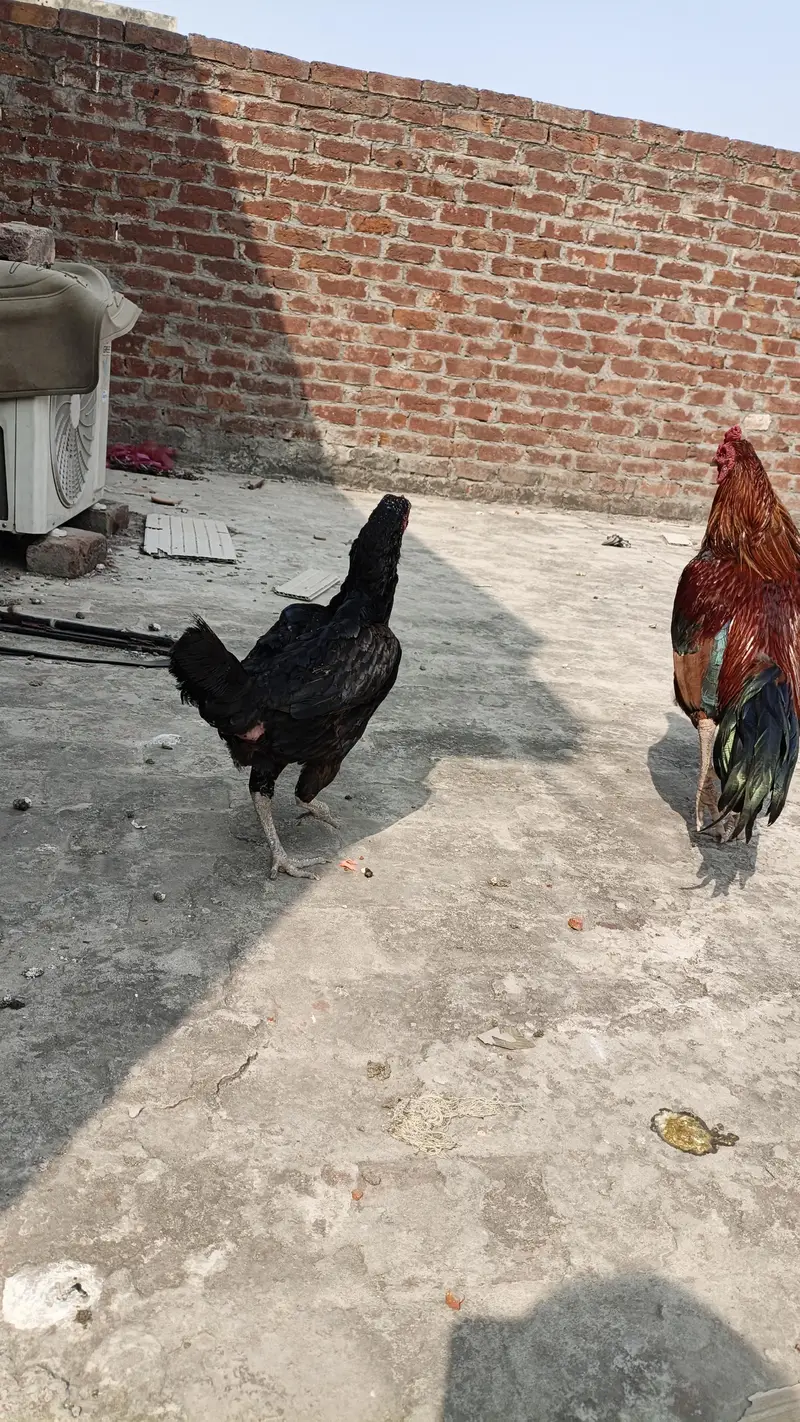 Homemade bread Aseel Desi Murga +Murgi Egg laying 100% Active — photo 5