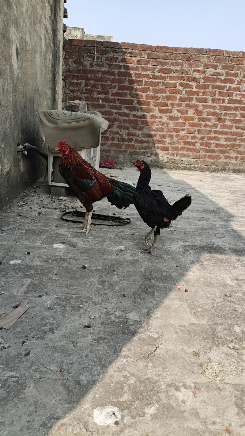 Homemade bread Aseel Desi Murga +Murgi Egg laying 100% Active — photo 6